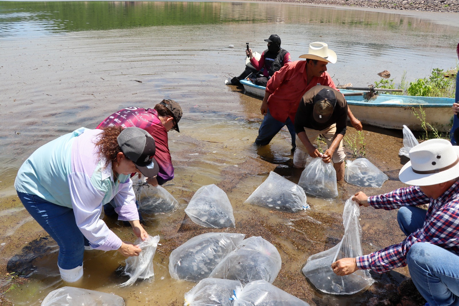 Programa de siembra de alevines en presa El Sabinal, en Sinaloa municipio