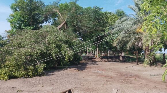 Rayo derriba árbol y provoca caída de nueve postes de CFE en Las Américas, Guasave, Sinaloa