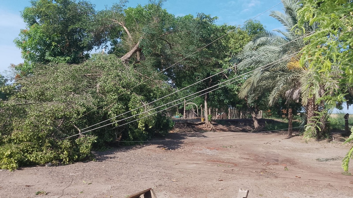 Rayo derriba árbol y provoca colapso de nueve postes de la CFE en Las Américas, en Guasave