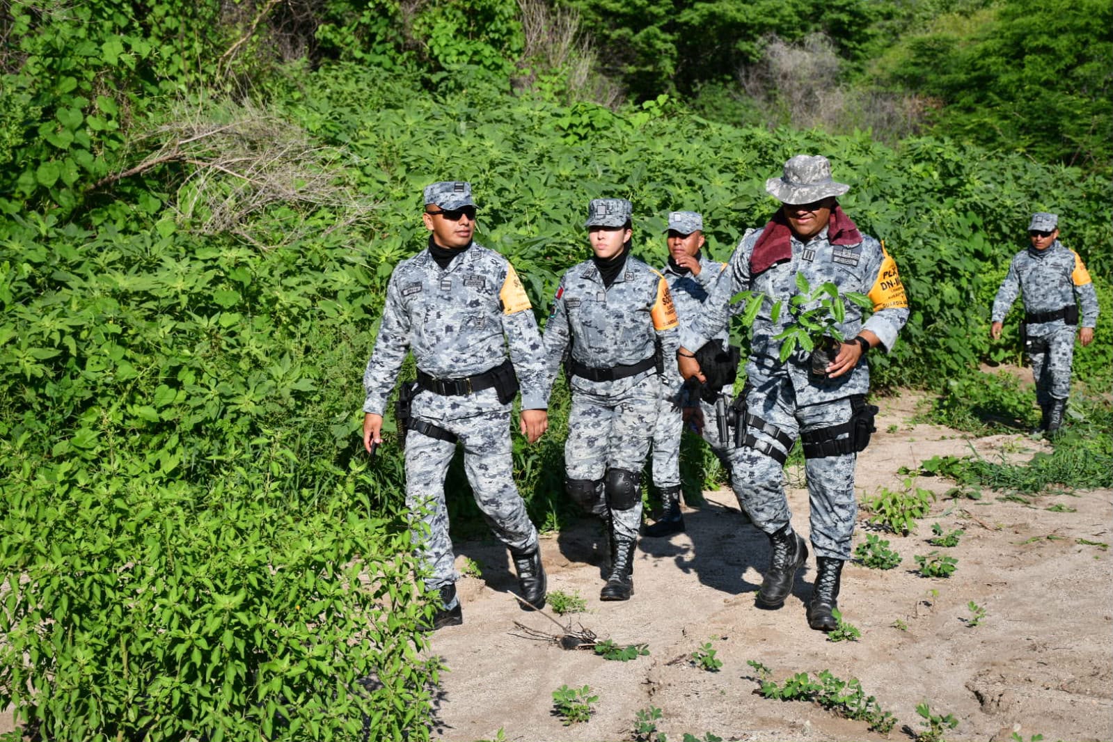Jornada de reforestación en Mocorito