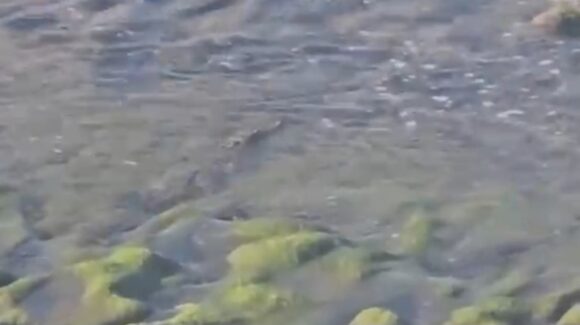 ¡El coco no! Reptil siguen libre en playas de Mazatlán, Sinaloa, se mantiene restricción por tercer día consecutivo