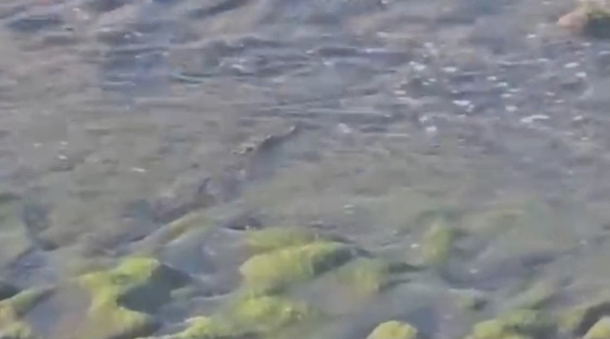 reptil siguen libre en playas de mazatlan sinaloa