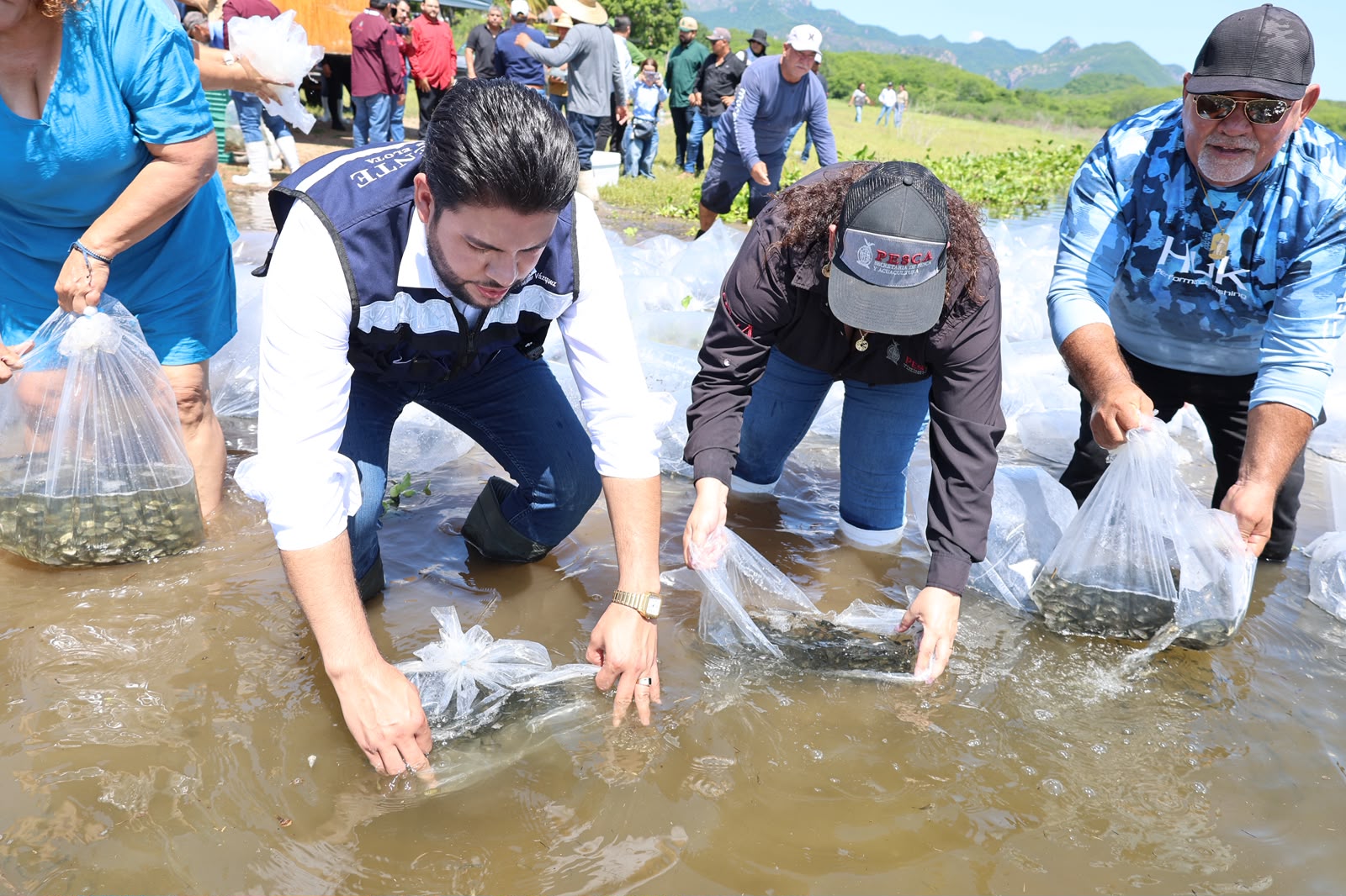 Siembran alevines de tilapia en la presa El Salto, en Elota