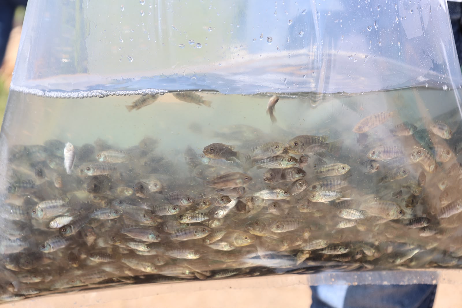 Siembran alevines de tilapia en la presa El Salto, en Elota