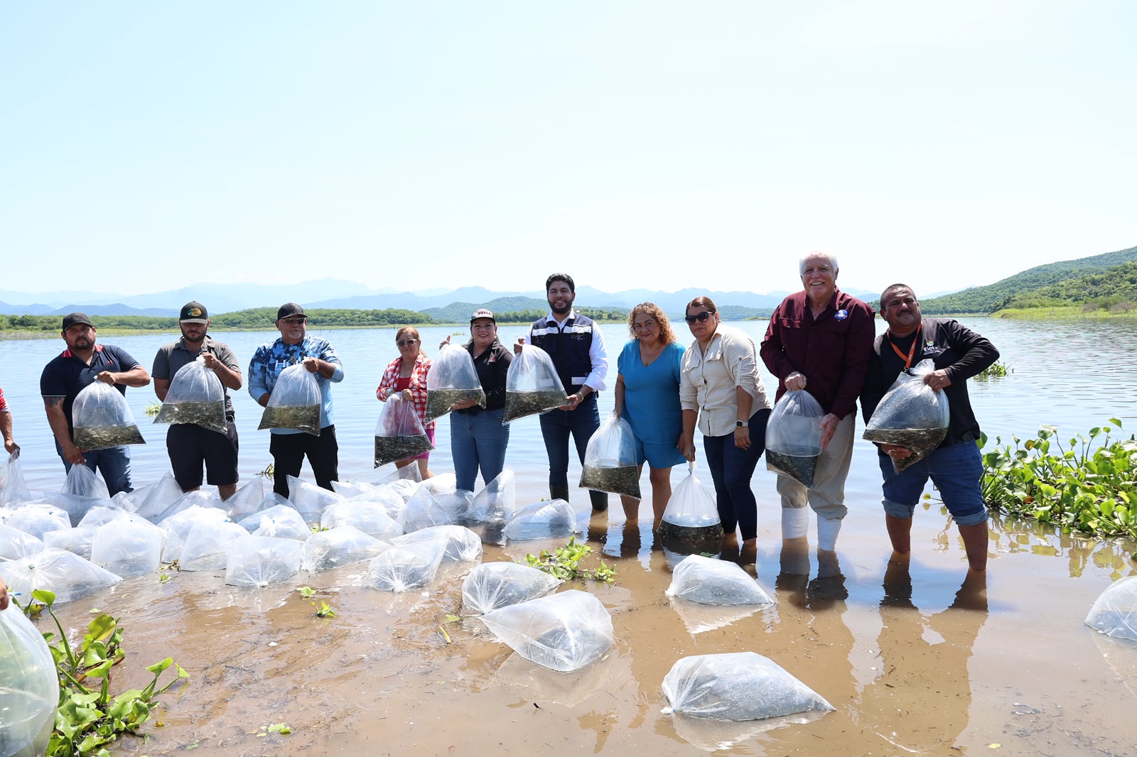 Siembran alevines de tilapia en la presa El Salto, en Elota