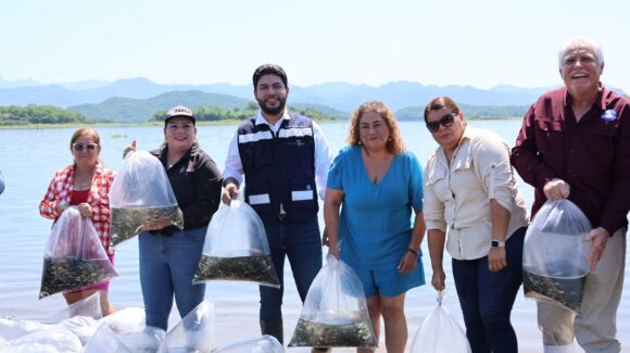 ¡Al agua 500 mil alevines! Repueblan la presa El Salto para reactivar la pesca en Elota, Sinaloa