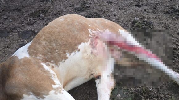 Revisión oportuna puede ayudar a que el gusano barrenador no se reproduzca en Sinaloa