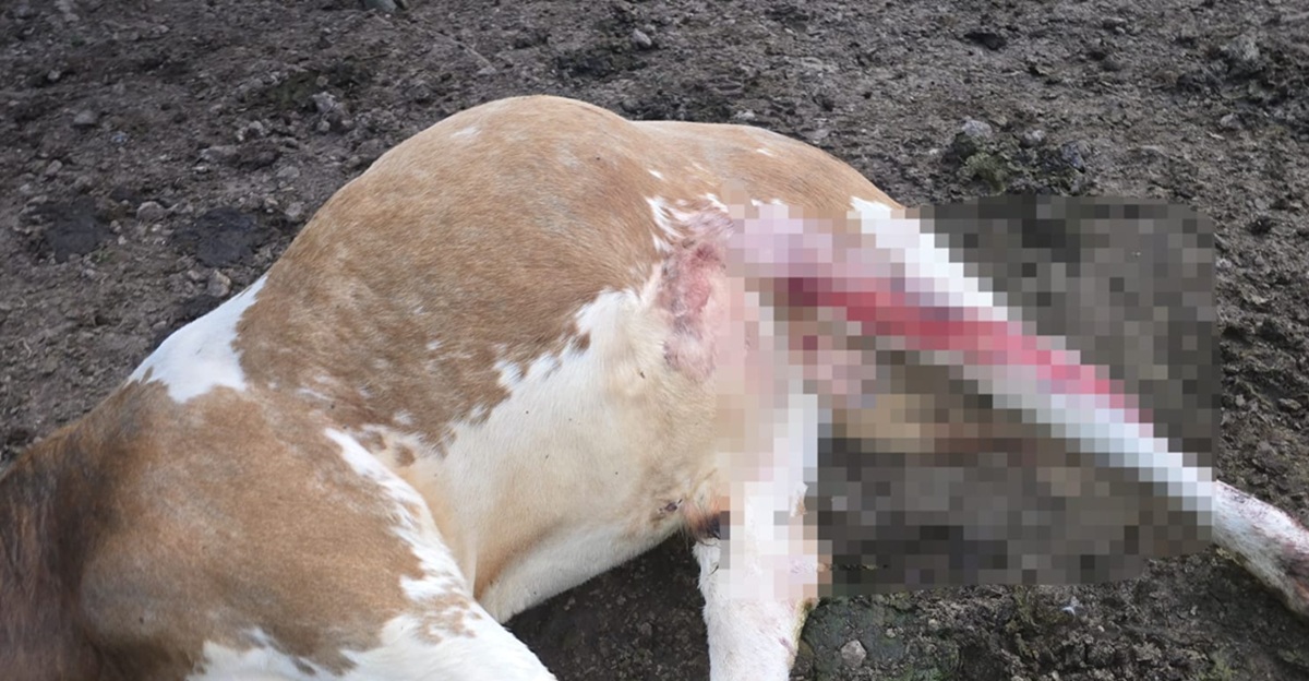 Caso sospechoso de gusano barrenador en sierra de Sinaloa municipio