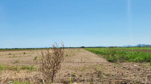 Son pocas las tierras que comienzan a trabajar en cultivos temprano como el chile, papa y tomatillo El Carrizo: JLSV