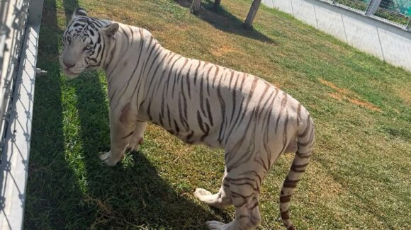 ¡Tigres, jaguares y hasta un camello! Más de 130 animales exóticos fueron asegurados en Tamaulipas
