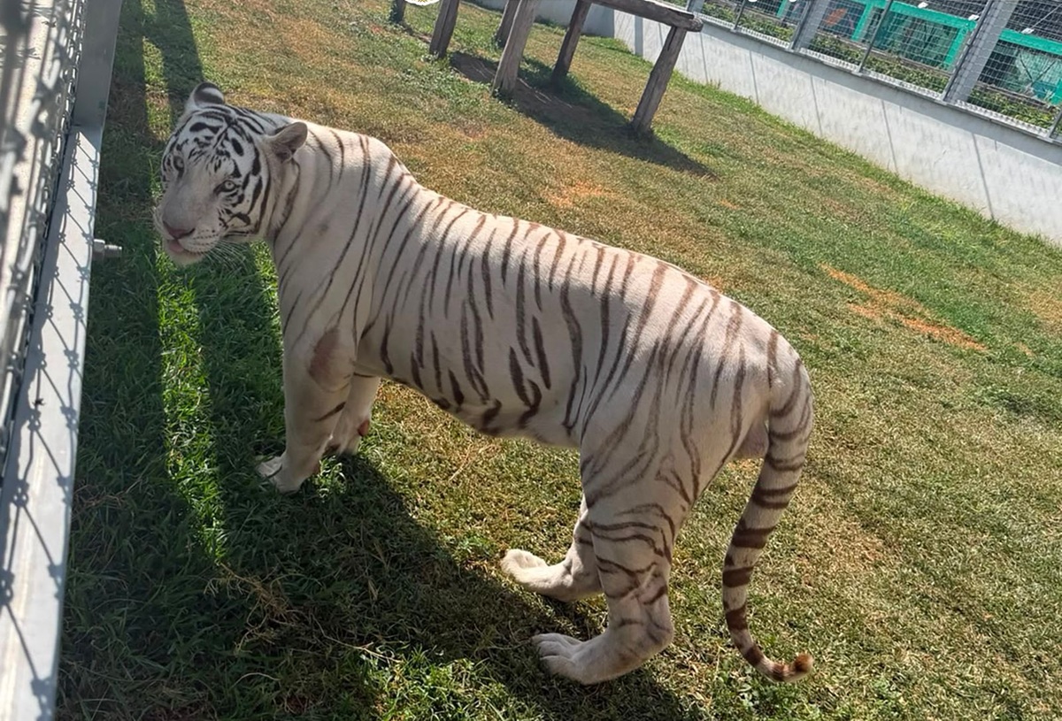 Animales asegurados en Tamaulipas