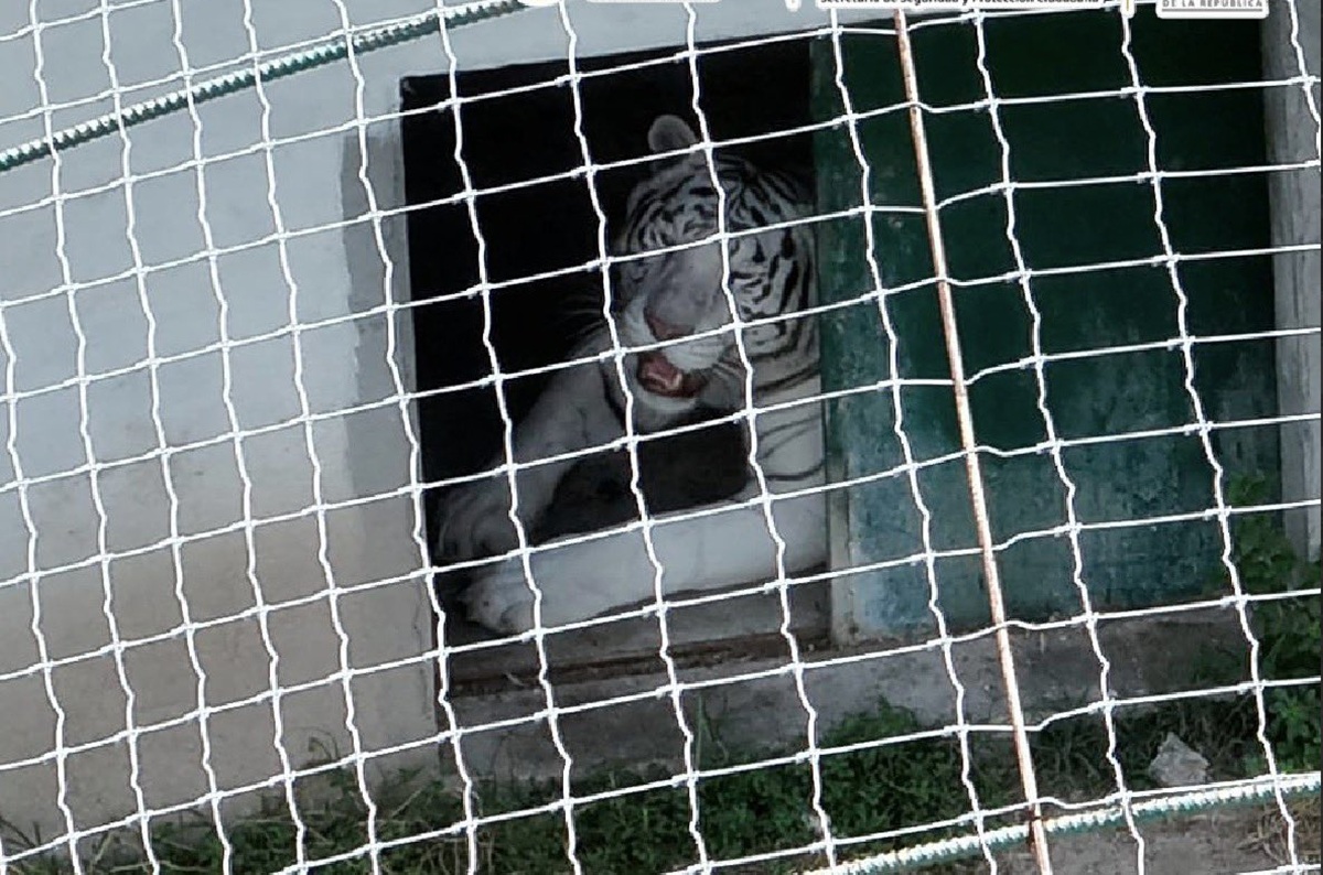 Animales asegurados en Tamaulipas