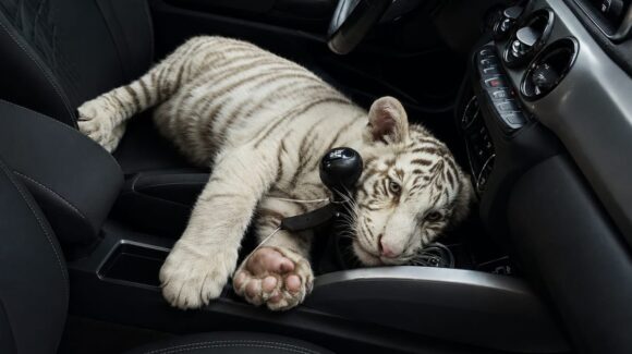 ¡Llevaba un tigre de bengala blanco en la camioneta! Descubren y detienen a automovilista en la CDMX