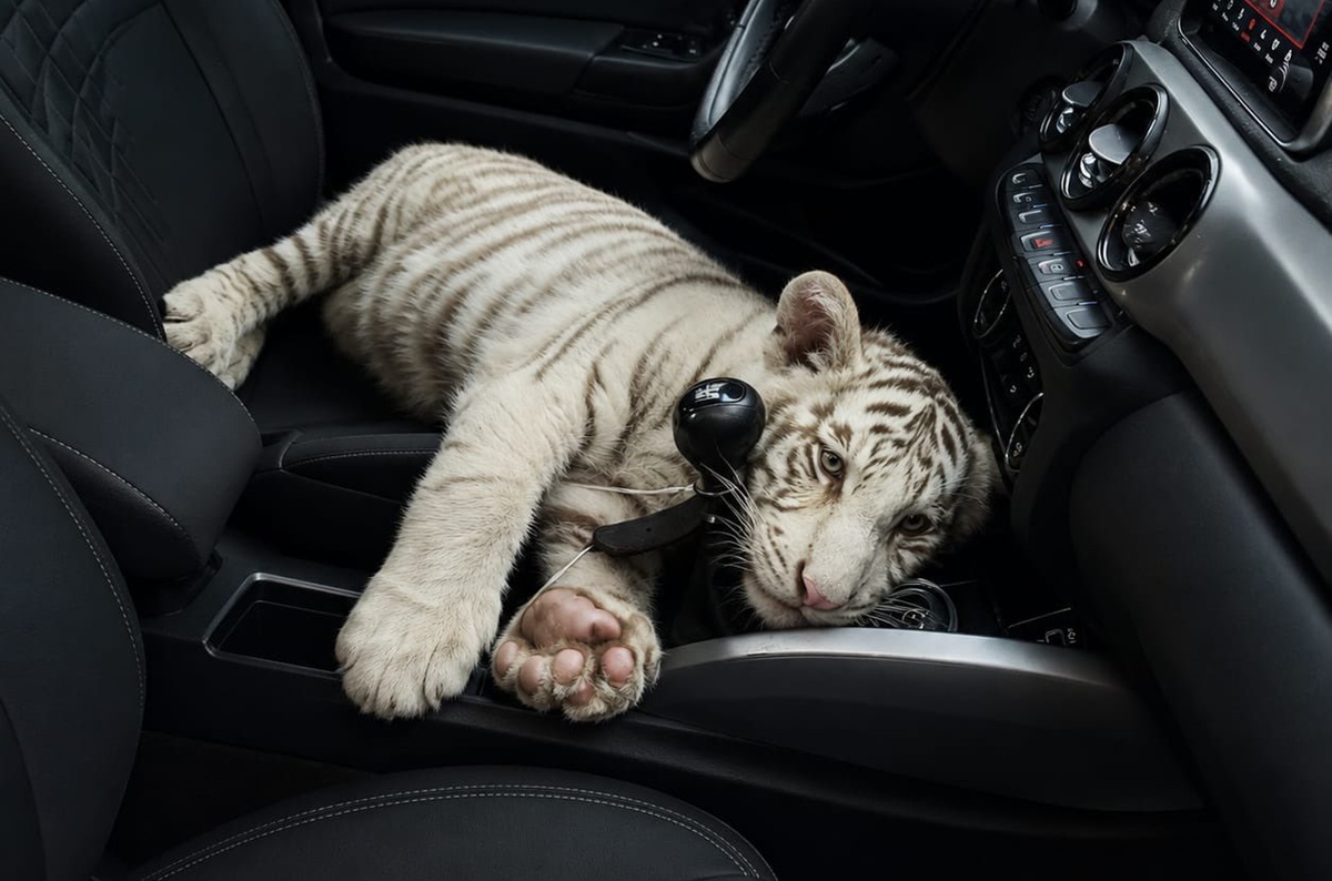 Cachorro de Tigre de Bengala Blanco