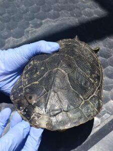 Tortuga