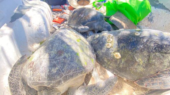 Denuncian presunto tráfico de huevos de caguama en Guasave, Sinaloa; Ecología pide reportarlo ante Profepa