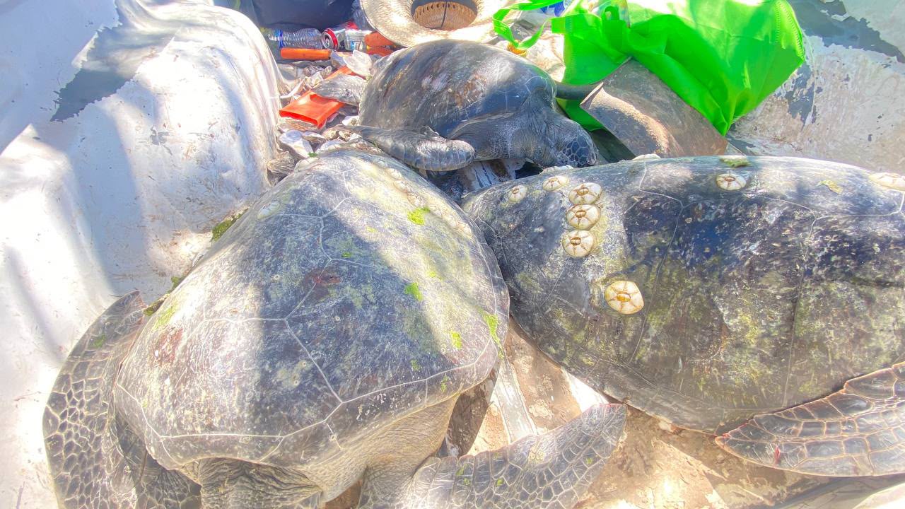 Tortugas