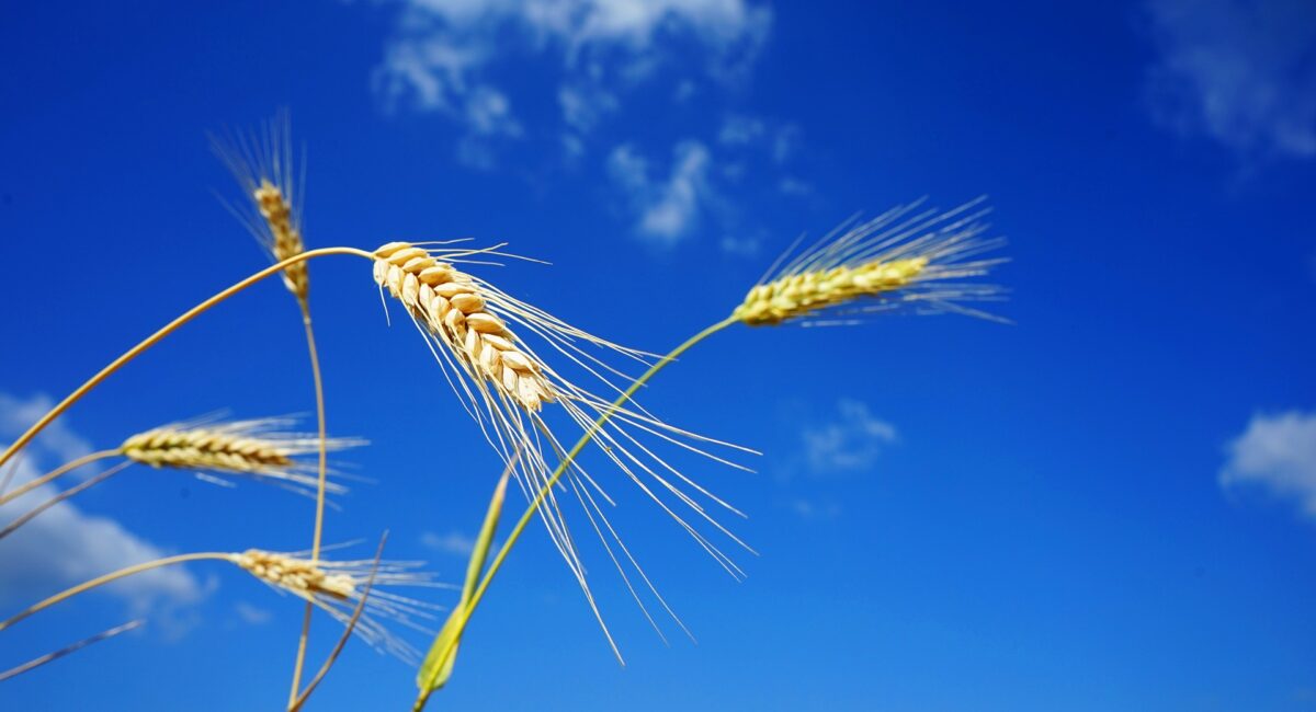 Productores de trigo solo reciben “portazos” y “bofetadas” al buscar créditos financieros para arrancar este ciclo agrícola