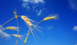 Productores de trigo solo reciben “portazos” y “bofetadas” al buscar créditos financieros para arrancar este ciclo agrícola