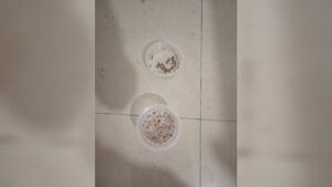 vecino de los mochis denuncia plaga de garrapatas en fraccionamiento cedros