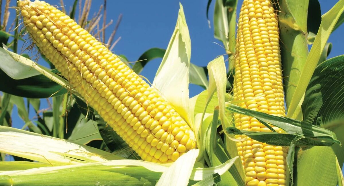 Día Nacional del Maíz: ¿Por qué México celebra a este alimento cada 29 de septiembre?