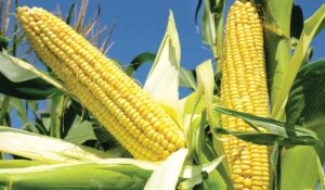 Día Nacional del Maíz: ¿Por qué México celebra a este alimento cada 29 de septiembre?