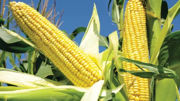 Día Nacional del Maíz: ¿Por qué México celebra a este alimento cada 29 de septiembre?