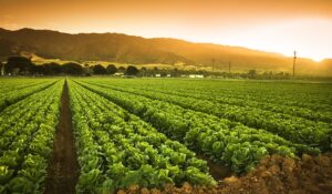Tocan puertas productores agrícola de Mazatlán en búsqueda de obtener créditos para sembrar sus tierras