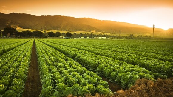 ¡Día Mundial de la Agricultura! La actividad que alimenta al mundo y sostiene comunidades