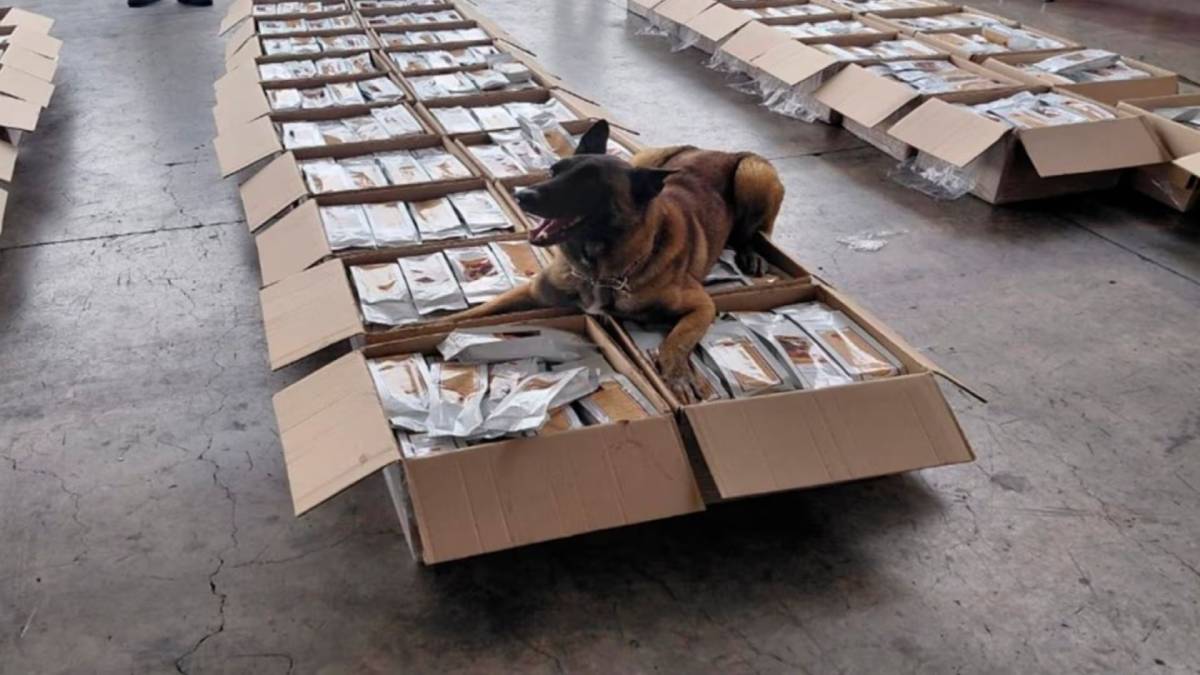Aseguran una tonelada de cocaína en cargamento de café en el AICM