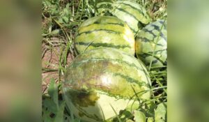 Exceso de humedad genera la pérdida del 80% de la siembra de la sandía en zona de temporal en Ahome