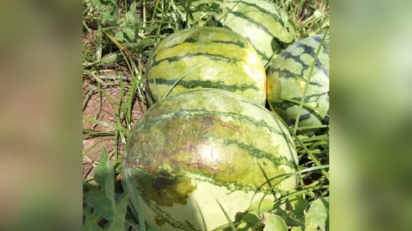 Exceso de humedad genera la pérdida del 80% de la siembra de la sandía en zona de temporal en Ahome
