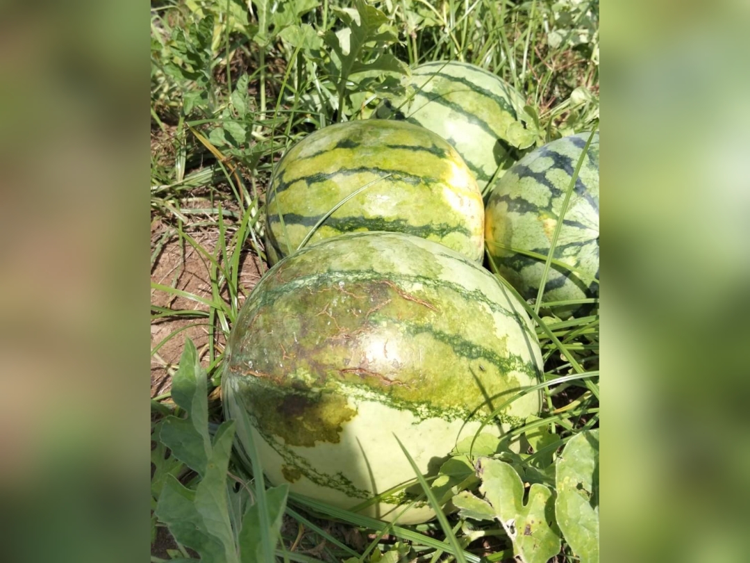 Cultivos de sandía dañados por humedad