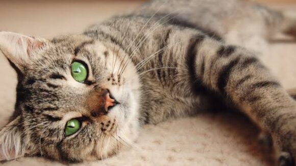 Detienen a menor brasileño acusado de torturar a más de 200 gatos durante transmisiones en Discord