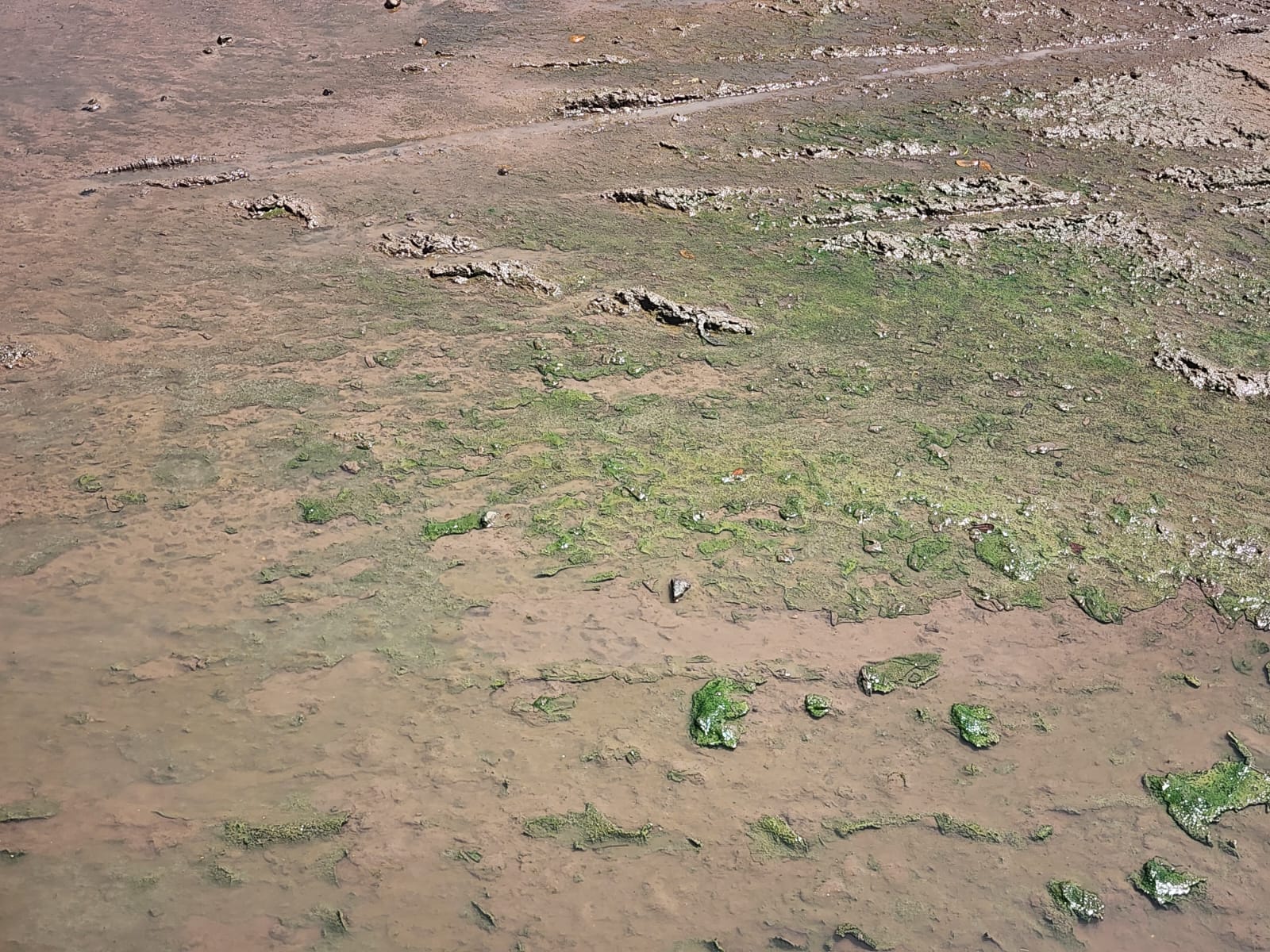 Drenaje colapsado inunda de aguas negras varias cuadras del centro de Los Mochis