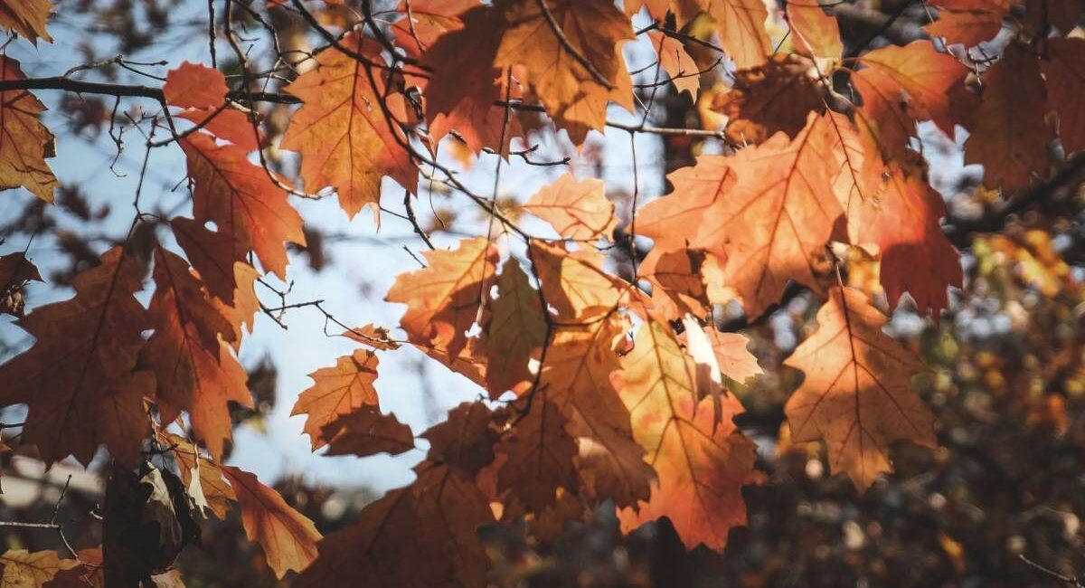 Equinoccio de otoño 2026: México entra en la estación este 22 de septiembre