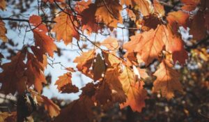 Equinoccio de otoño 2026: México entra en la estación este 22 de septiembre