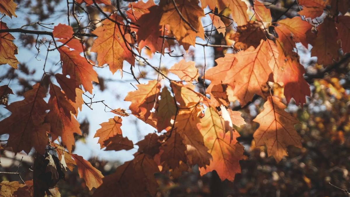 Hojas de otoño