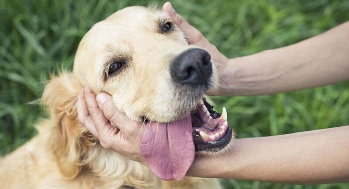 ¿A tu perro le gustan las caricias? Estas señales revelan si realmente disfruta que lo acaricies