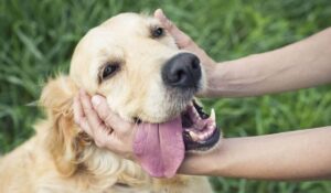 ¿A tu perro le gustan las caricias? Estas señales revelan si realmente disfruta que lo acaricies