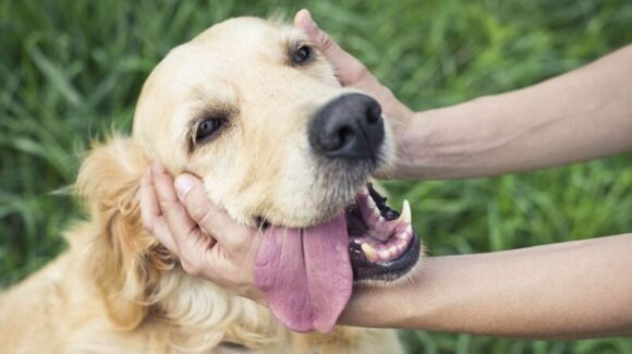 ¿A tu perro le gustan las caricias? Estas señales revelan si realmente disfruta que lo acaricies