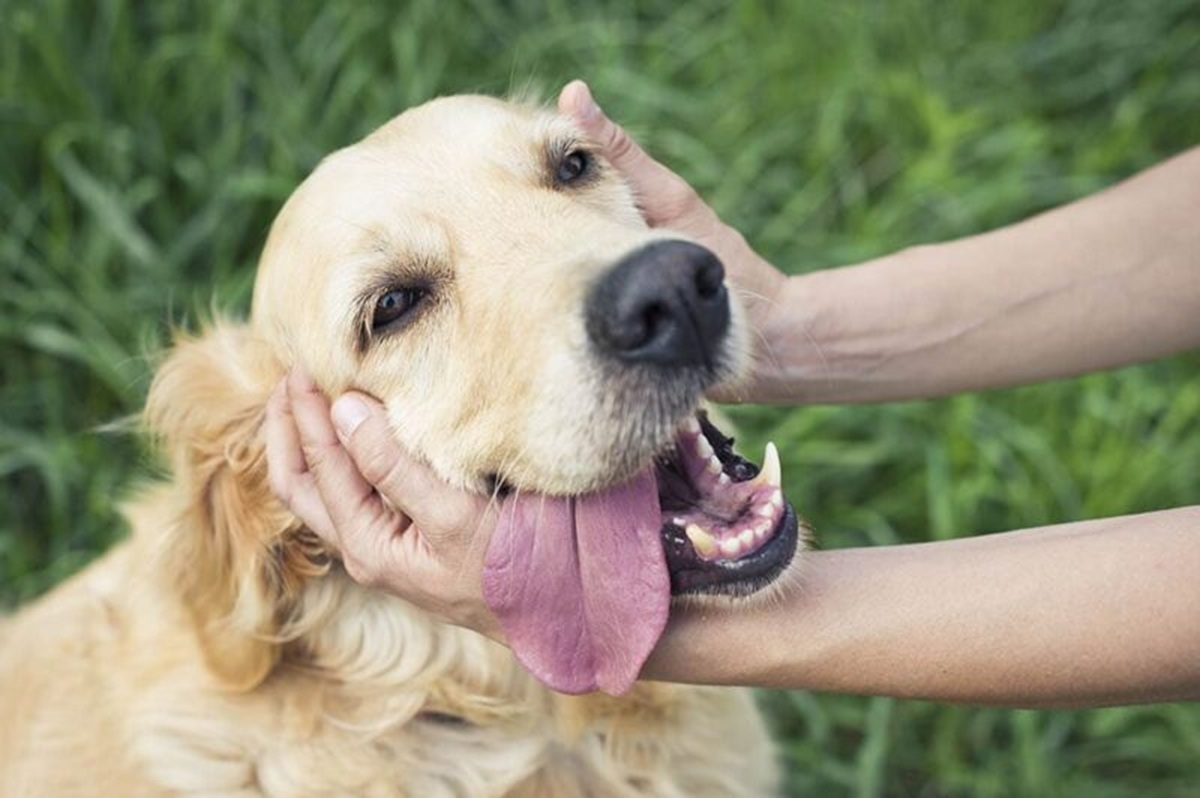 Lugares donde los perros prefieren ser acariciados