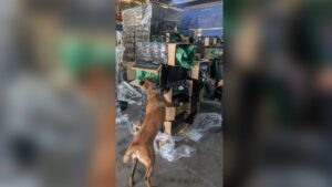 Marina y ANAM decomisan más de 2 millones de cigarrillos apócrifos en el AICM