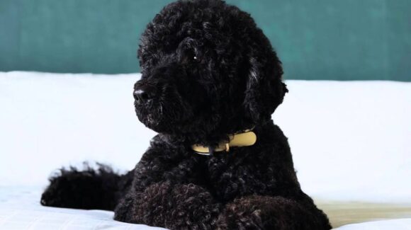Obama despide a Sunny, su fiel compañera durante 13 años