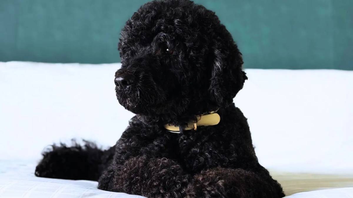 Obama despide a Sunny, su fiel compañera durante 13 años