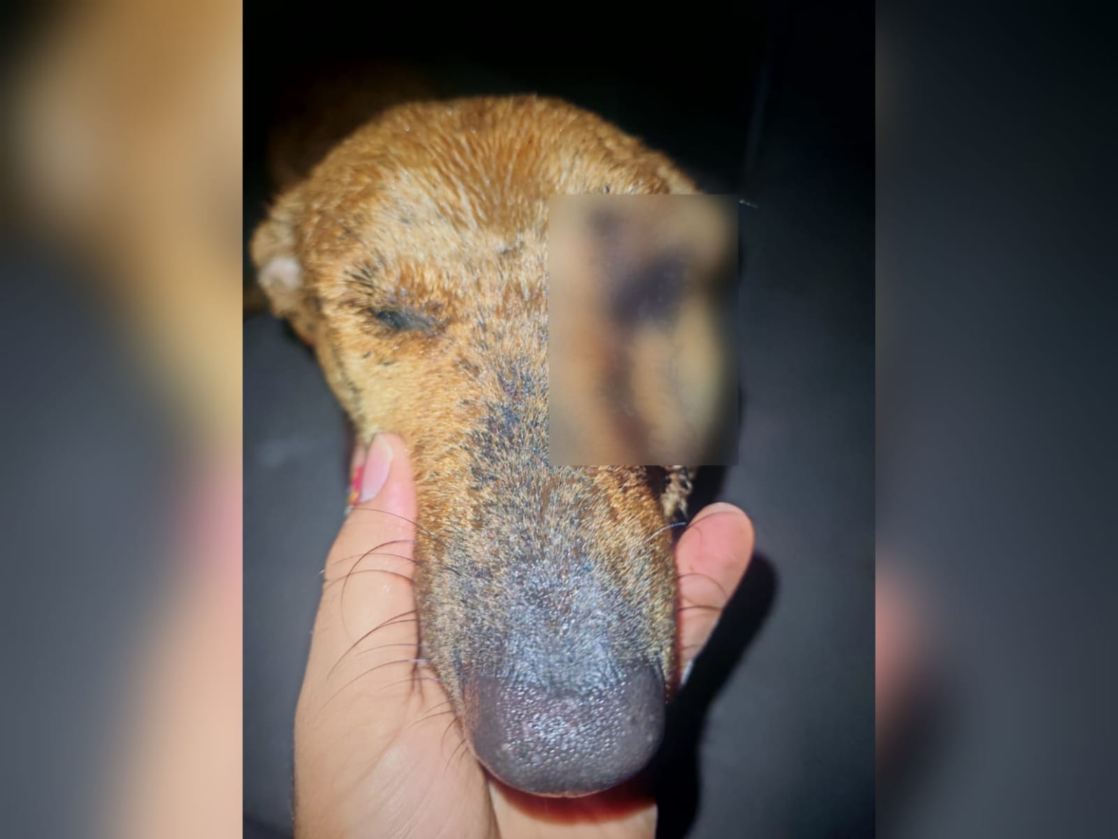 Perrita Piña