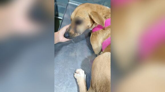 Perrita Piña fue baleada en Culiacán; se juega la pérdida de ojo y requiere de apoyo ciudadano