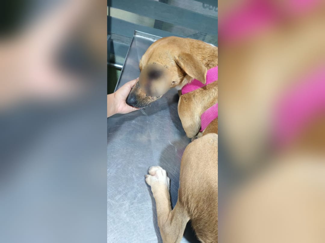 Perrita Piña