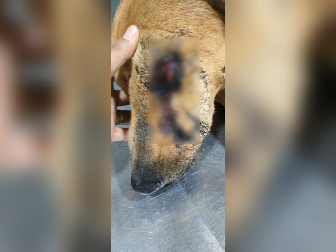 Perrita Piña