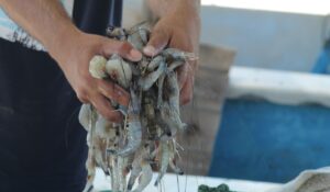 “El mejor camarón es el de Sinaloa”: Sheinbaum anuncia medidas contra el ingreso de producto extranjero
